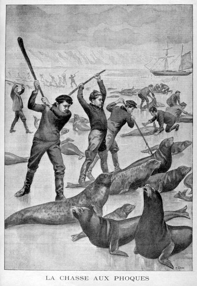 Seal Hunting, Newfoundland by Unbekannt