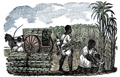 Slaves harvesting sugar cane in Louisiana, 1833 by Unbekannt