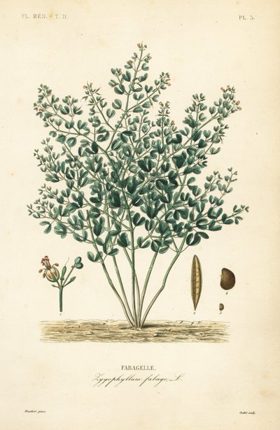Syrian bean-caper by Unbekannt