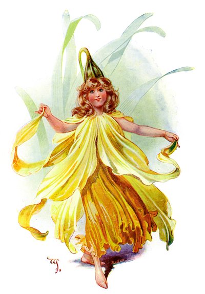 The Daffodil by Unbekannt