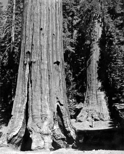 The Mariposa Grove in Yosemite by Unbekannt