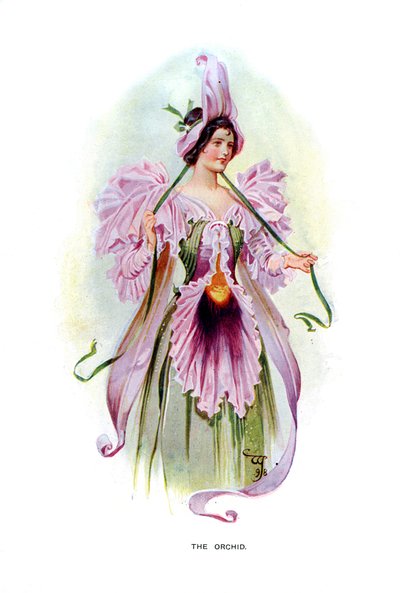 The Orchid by Unbekannt