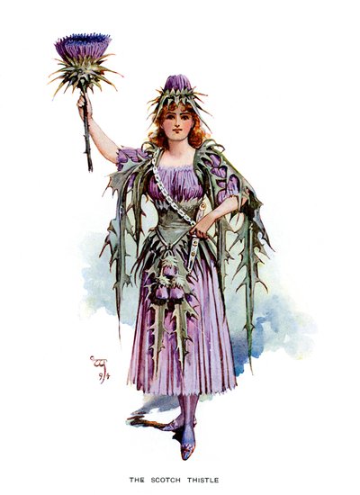 The Scotch Thistle, 1899 by Unbekannt