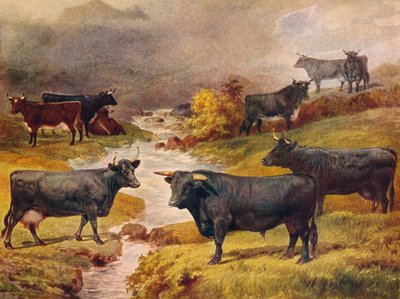 Welsh Black Cattle by Unbekannt