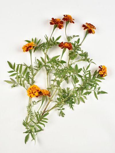 African marigold on white background by Benjamin Baud