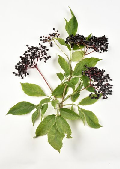 Black berries of European black elderberry by Benjamin Baud