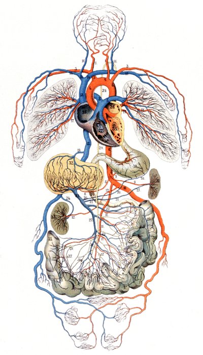 Blood Circulation, c. 1880 (Print) by Unbekannter Künstler