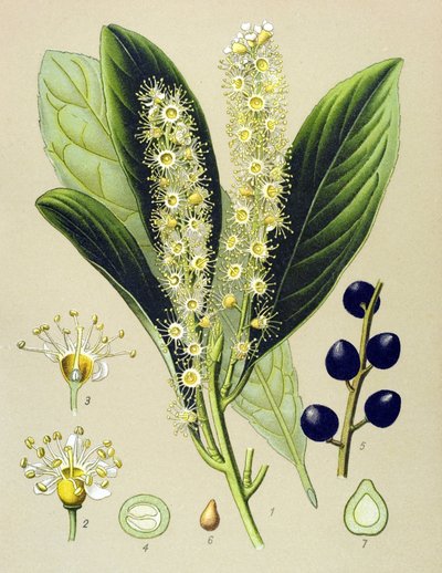 Botanical Board, Plant: Cherry Bay (Prunus Laurocerasus) by Unbekannter Künstler