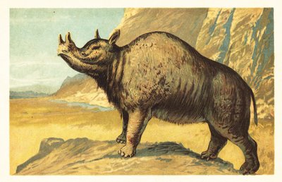 Brontops robustus or Megacerops robustus (lithograph) by Unbekannter Künstler