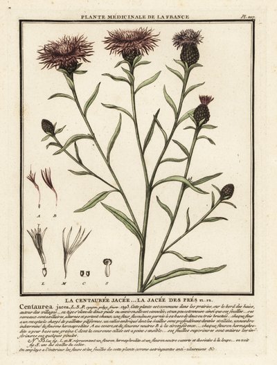 Brown Knapweed, Centaurea jacea by Unbekannter Künstler