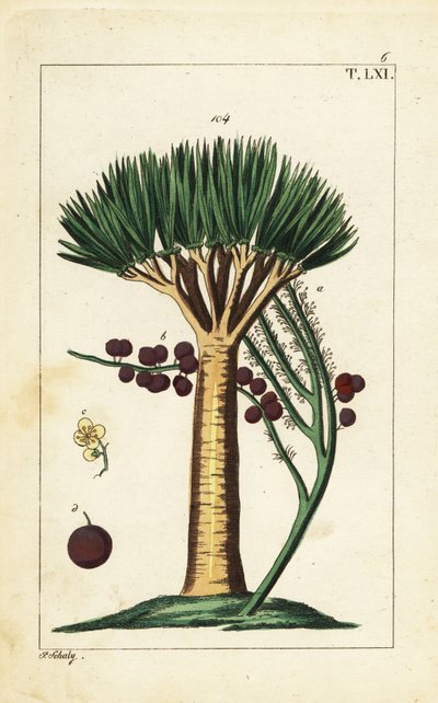 Canary Islands dragon tree, Dracaena draco. Vulnerable. by Unbekannter Künstler