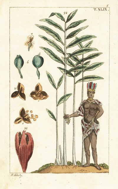 Cardamom Tree, Elettaria Cardamomum by Unbekannter Künstler