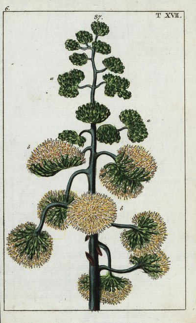 Century plant, Agave americana by Unbekannter Künstler