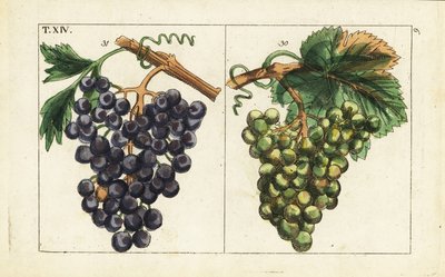 Chiavenna grapes, Pinot noir grapes, Vitis vinifera by Unbekannter Künstler