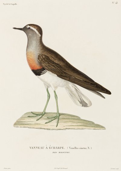 Collared Plover, Falkland Islands by Unbekannter Künstler