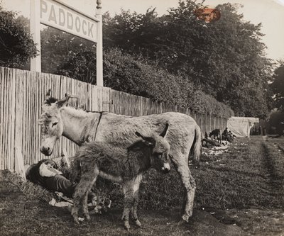 Composite of two donkeys, c 1909 by Unbekannt