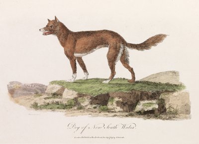 Dog of New South Wales by Unbekannter Künstler