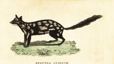 Eastern Quoll, Dasyurus Viverrinus (engraving) by Unbekannter Künstler