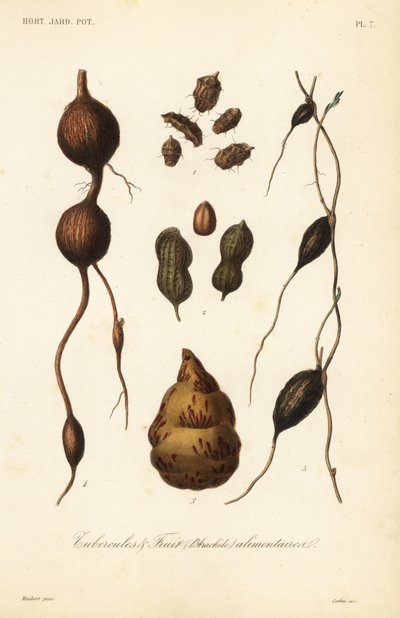 Edible tubers and fruit by Unbekannt