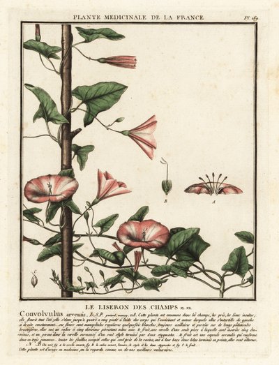 Field bindweed, Convolvulus arvensis by Unbekannter Künstler