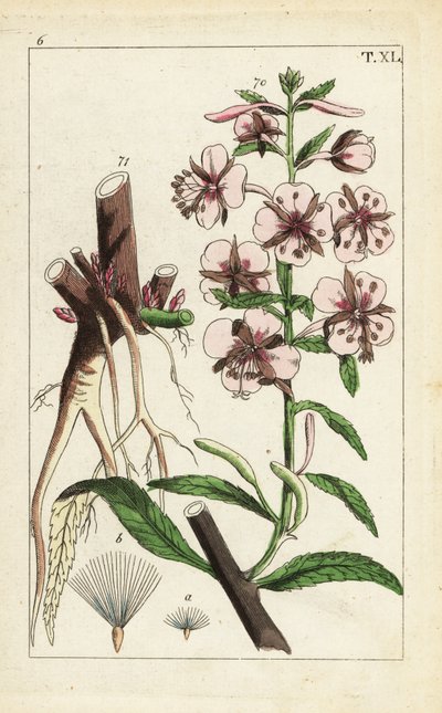 Fireweed, Epilobium Angustifolium by Unbekannter Künstler