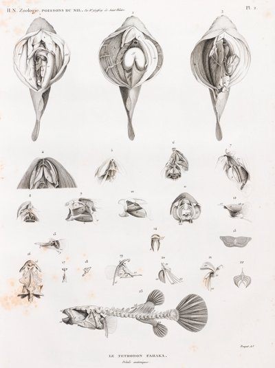 Fish: Tetrodon, Anatomy by Unbekannt