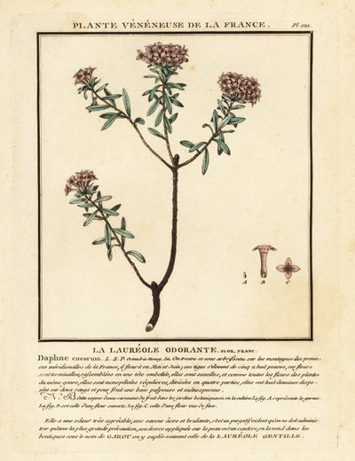 Garland flower, Daphne cneorum by Unbekannter Künstler