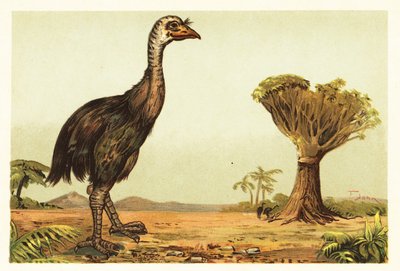 Giant Moa and Dragon Tree by Unbekannter Künstler