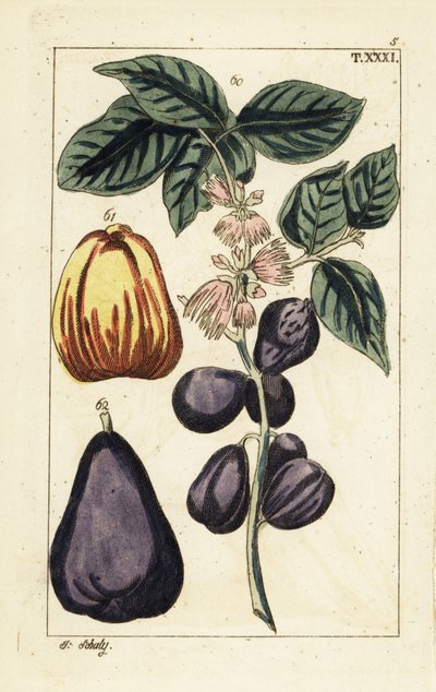 Malay apple, Syzygium malaccense by Unbekannter Künstler