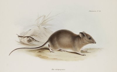 Mouse, Galapagos Islands, c 1832-1836 by Unbekannter Künstler