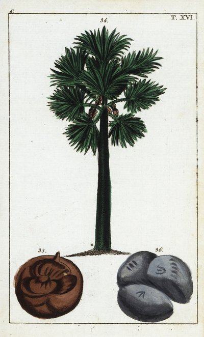 Palmyra palm, Borassus flabellifer. by Unbekannter Künstler