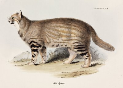 Pampas Cat, South America, c. 1832-1836 by Unbekannt