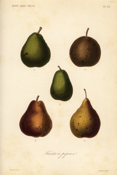 Pear varieties by Unbekannt