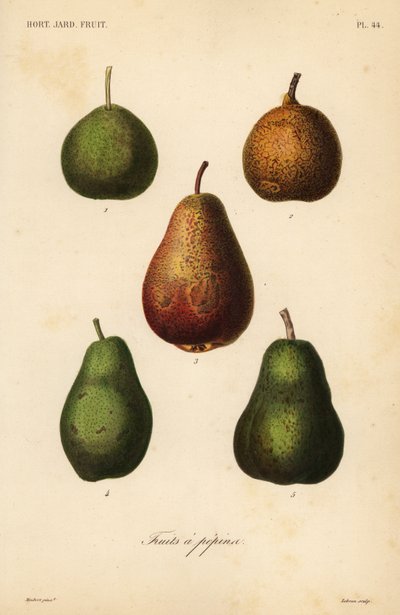 Pear varieties, Pyrus communis by Unbekannt