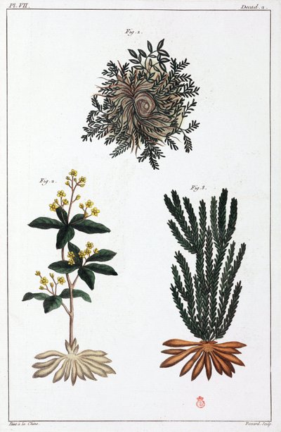 Medicinal Plants, China by Unbekannt