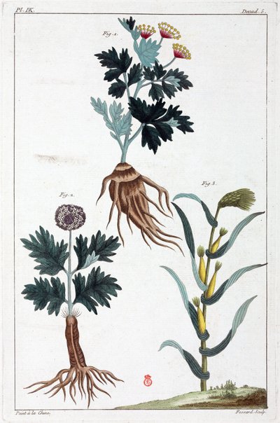 Medicinal plants, China by Unbekannt