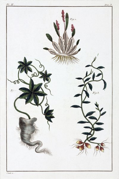 Medicinal plants, China by Unbekannt