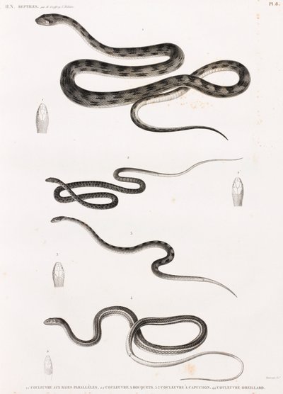 Reptiles: Series of Illustrations of Snakes by Unbekannt