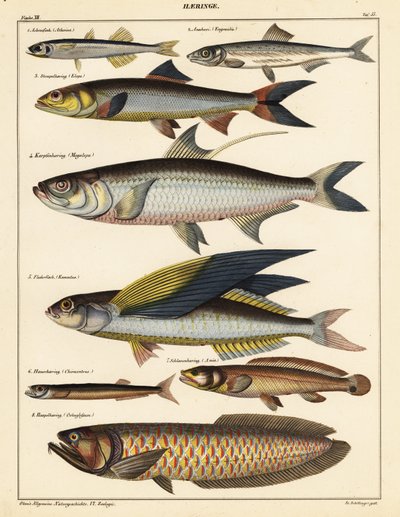 Varieties of fish (1841) by Unbekannter Künstler