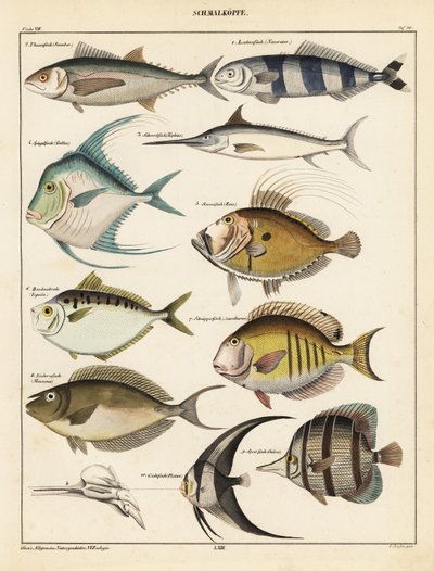 Varieties of fish (1841) by Unbekannter Künstler