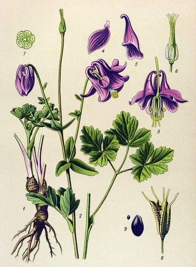 Toxic Plant: Common Ancolia (Aquilegia vulgaris) by Unbekannter Künstler