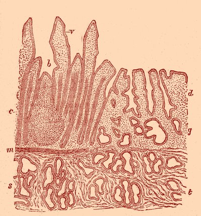 Vertical section of the mucous membrane by Unbekannter Künstler