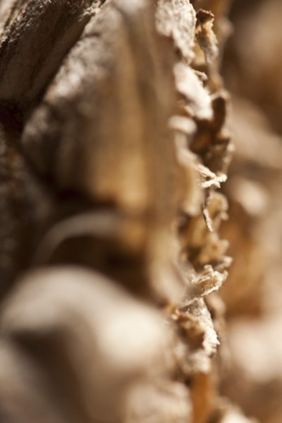 Wasp Nest by Unbekannter Künstler