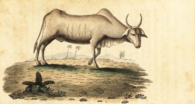 Water Buffalo, Bubalus bubalus (engraving) by Unbekannter Künstler