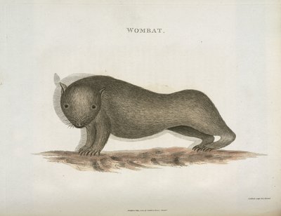 Wombat, Australia, c. 1798 by Unbekannt