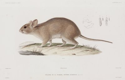 Woodrat, USA by Unbekannt