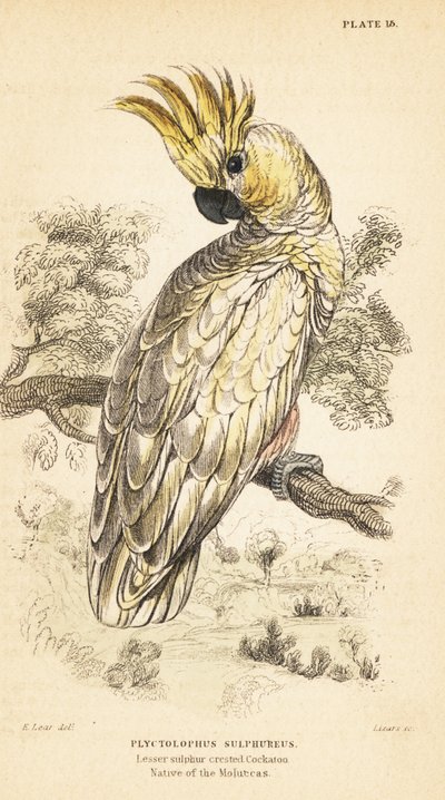 Yellow-crested Cockatoo, Cacatua sulphurea (engraving) by Unbekannter Künstler