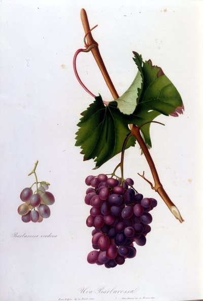 Black grapes. 19th century engraving by Unknown artist