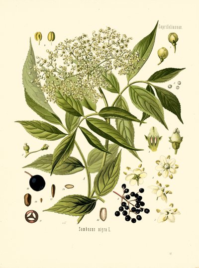 Elder Bore Tree by Unknown artist
