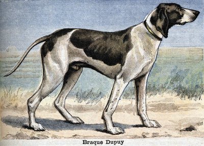 Hunting dog: Braque Dupuy by Unknown artist